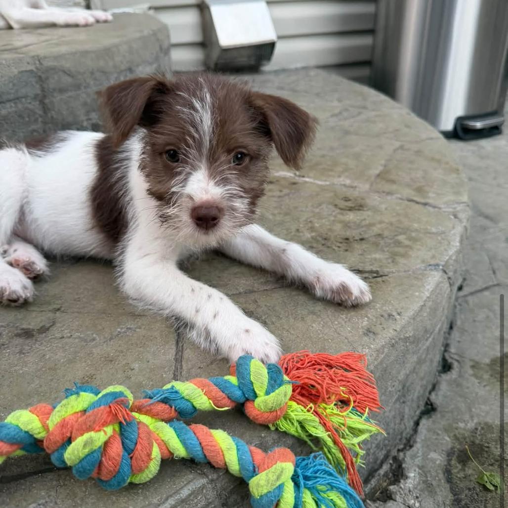 Enlarge Oliver, a Adoptable mixed breed in Joliet, IL image 4/4
