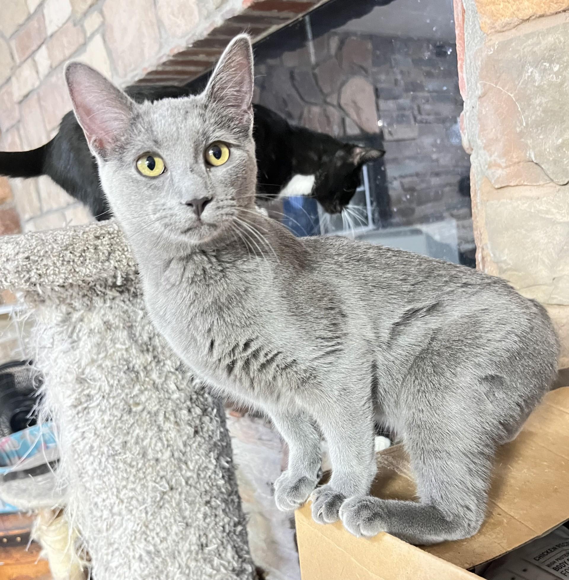 Enlarge Gabby, an adopted mixed breed in Mesa, AZ image 1/3