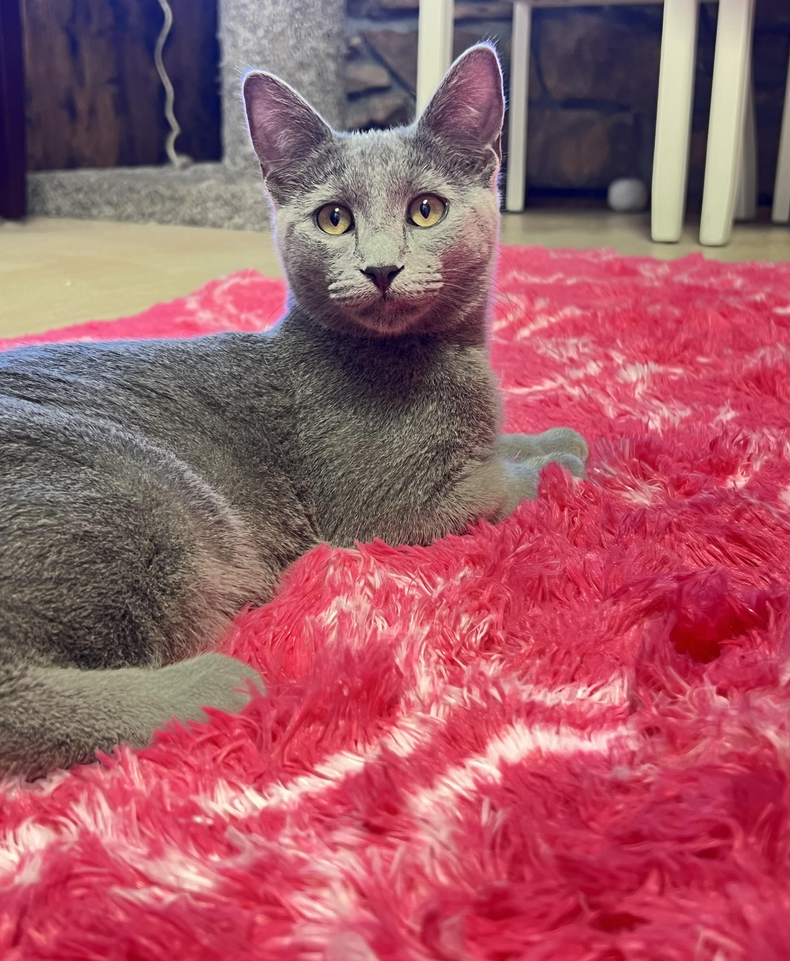 Enlarge Gabby, an adopted mixed breed in Mesa, AZ image 3/3