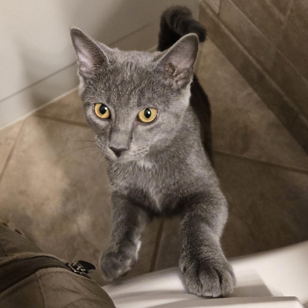 Luke in Arnold MD, Adoptable, Young Male Domestic Short Hair.