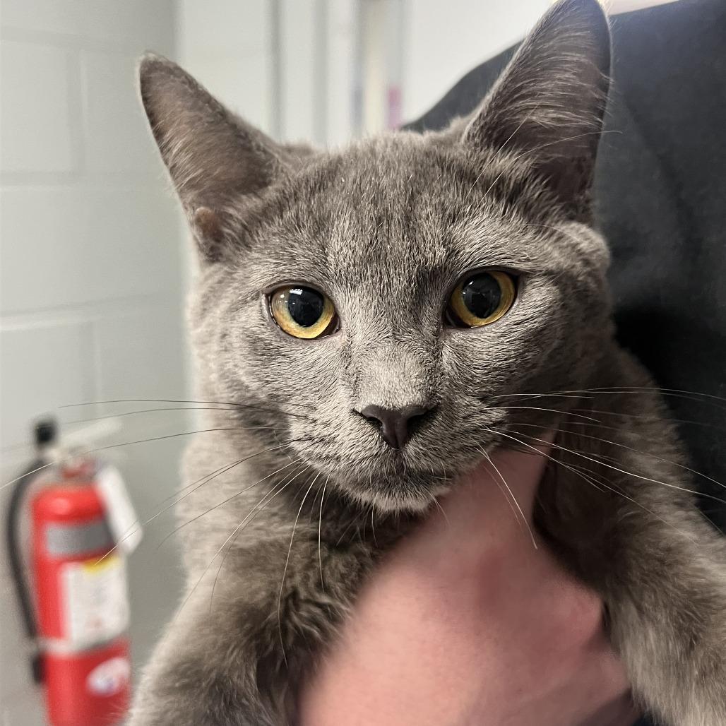 Luke in Arnold MD, a Adoptable Domestic Short Hair in Alexandria, VA image 2/2