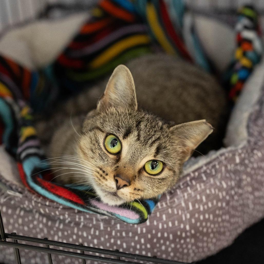 26-168 Acorn, a Adoptable Domestic Short Hair in North Branford, CT image 1/4