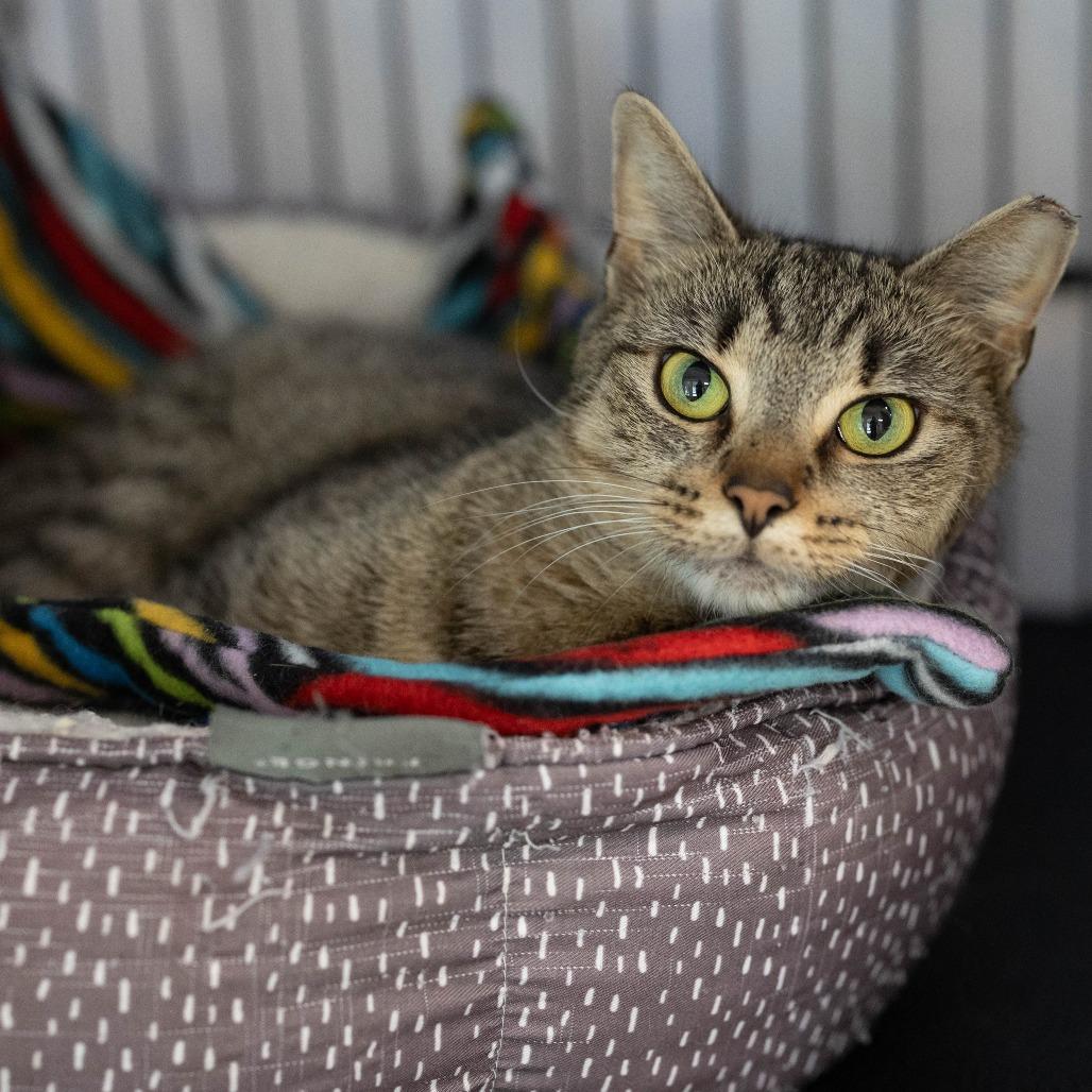 26-168 Acorn, a Adoptable Domestic Short Hair in North Branford, CT image 2/4