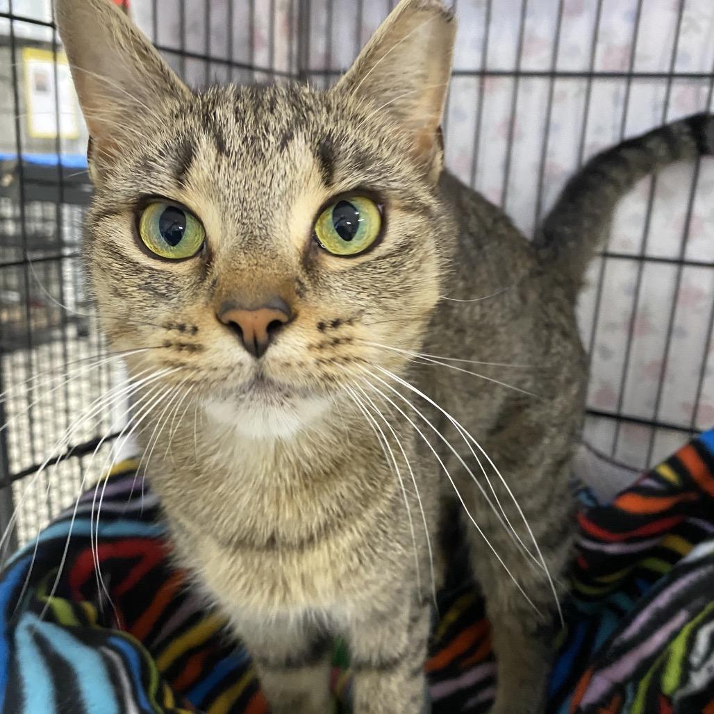 26-168 Acorn, a Adoptable Domestic Short Hair in North Branford, CT image 3/4