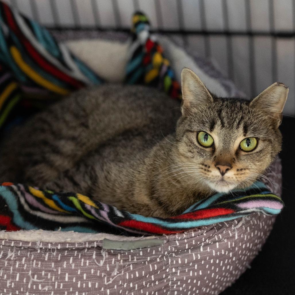 26-168 Acorn, a Adoptable Domestic Short Hair in North Branford, CT image 4/4