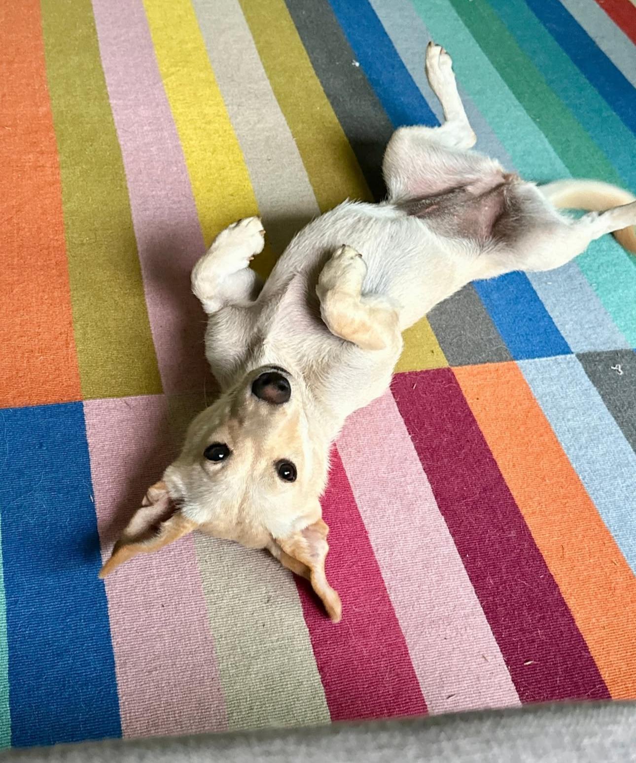 Somi, an adoptable Jindo in San Jose, CA, 95128 | Photo Image 2