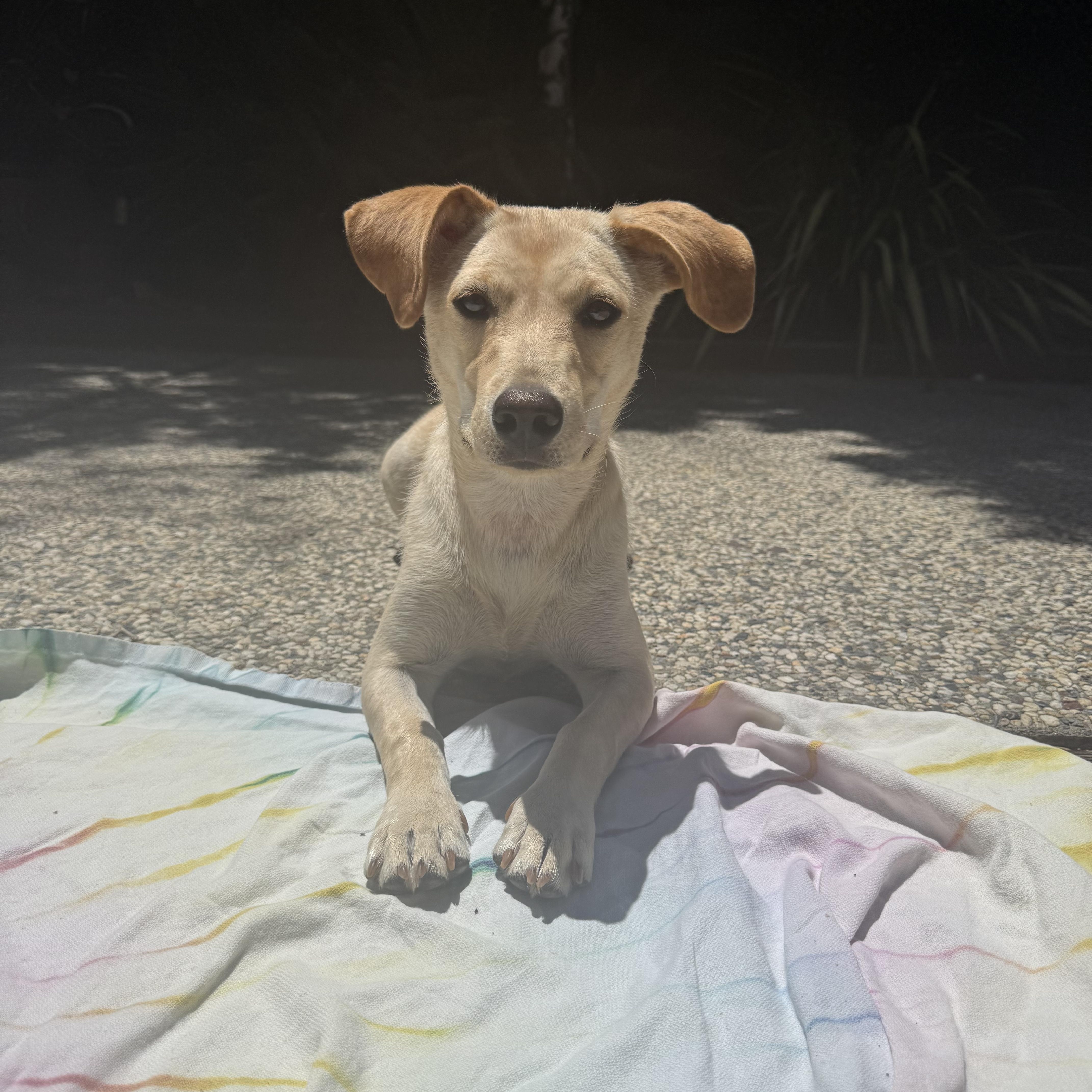 Somi, a Adopted mixed breed in San Jose, CA image 3/4