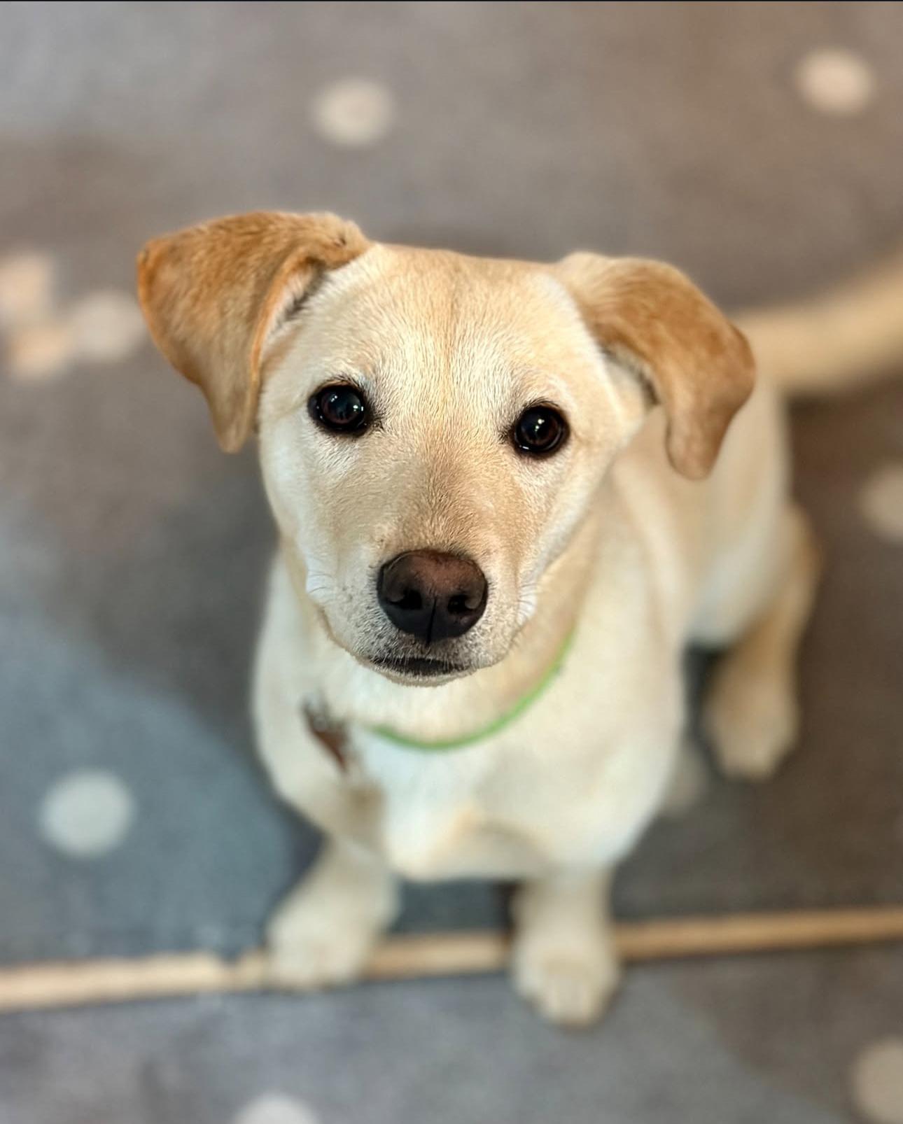 Somi, a Adopted mixed breed in San Jose, CA image 1/4