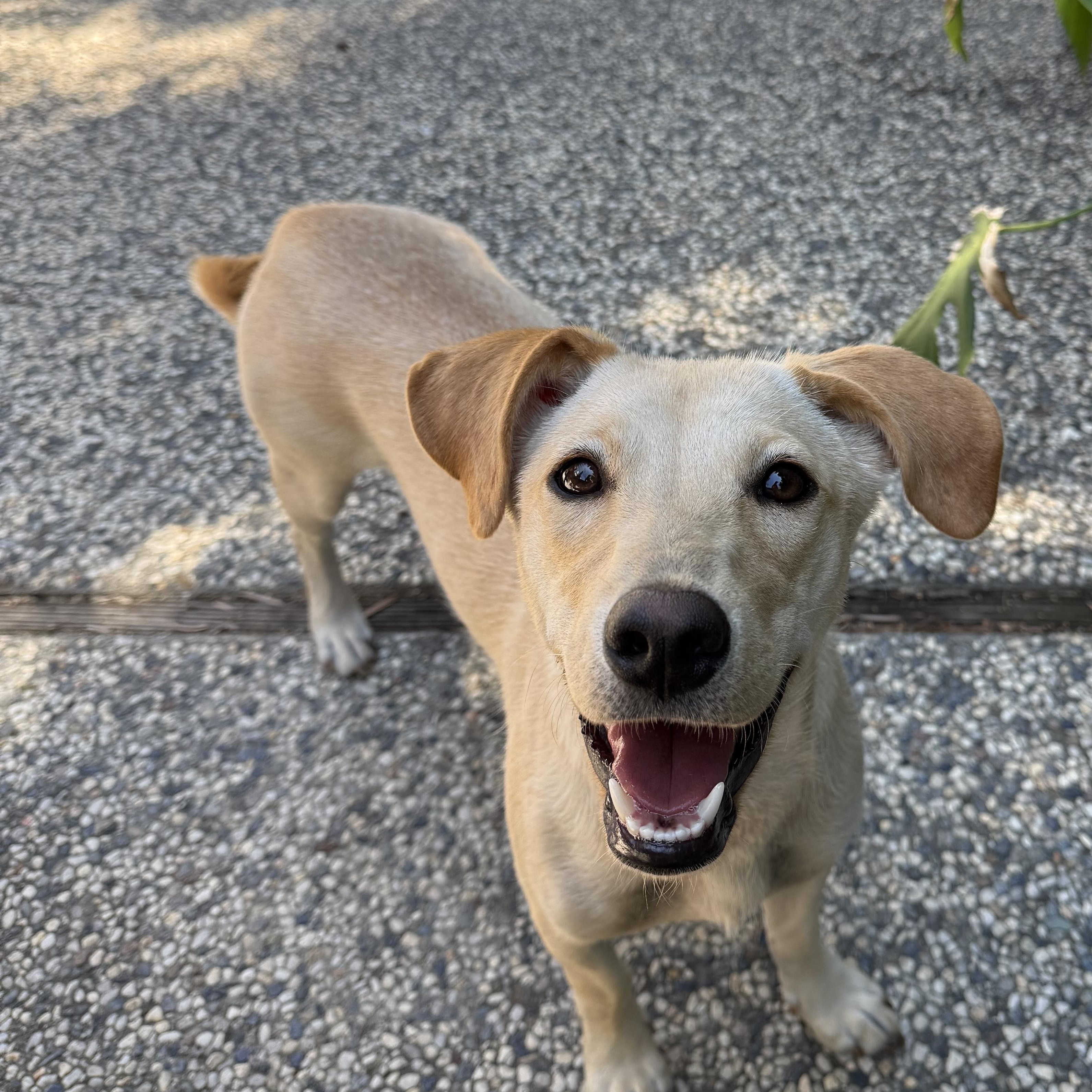 Somi, an adoptable Jindo in San Jose, CA, 95128 | Photo Image 4