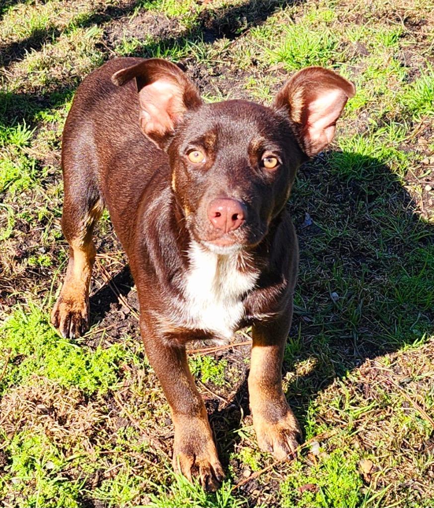 Enlarge Stewart, a Adoptable Australian Kelpie in Hardeeville, SC image 1/3
