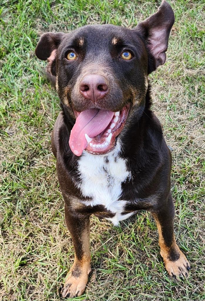 Stewart, a Adoptable Australian Kelpie in Hardeeville, SC image 2/3