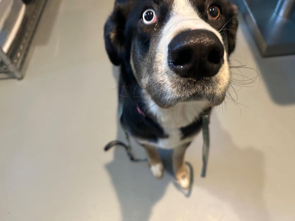 Enlarge Thunder, a Adoptable mixed breed in Ashland, WI image 1/5