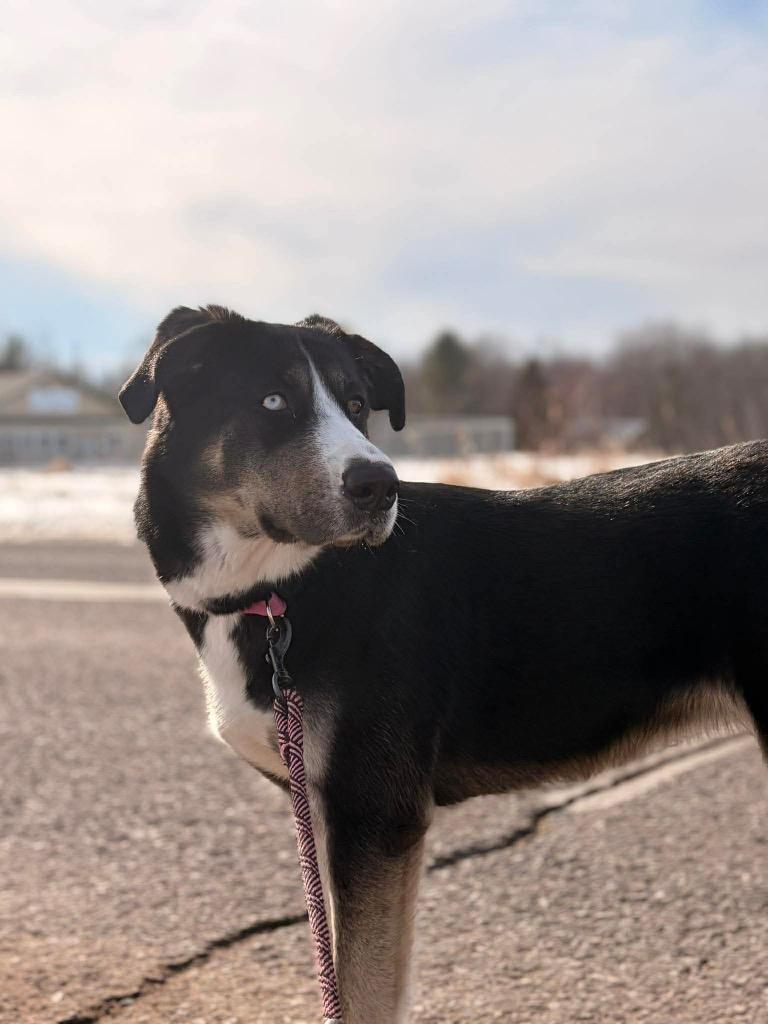 Enlarge Thunder, a Adoptable mixed breed in Ashland, WI image 2/5