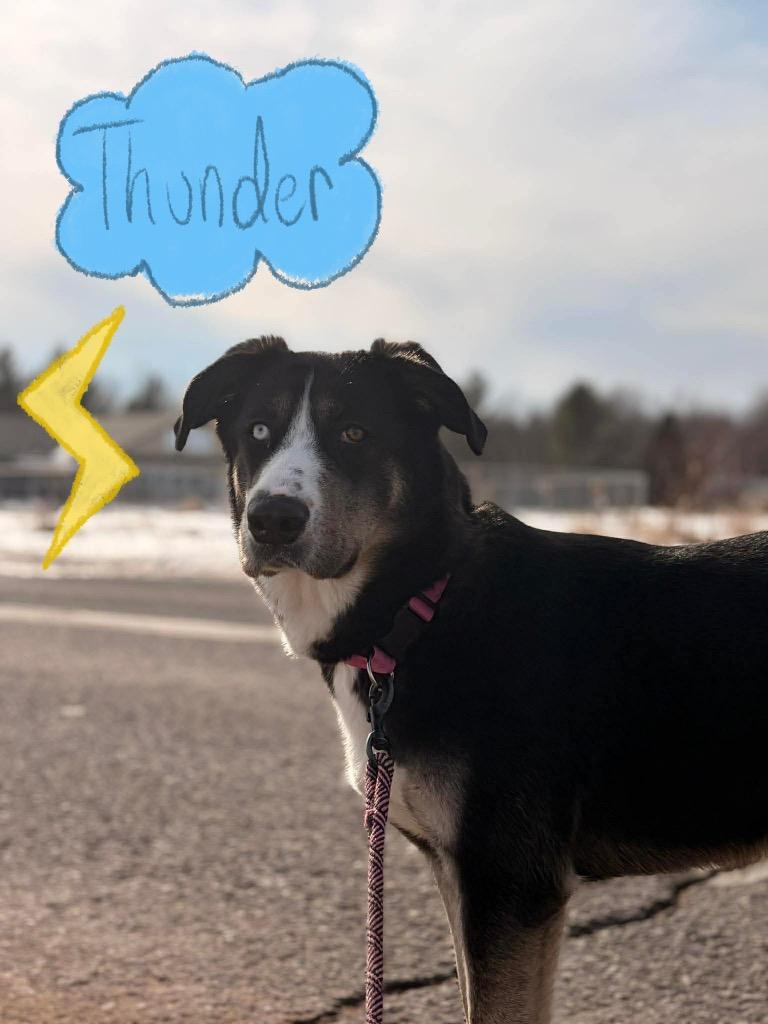 Enlarge Thunder, a Adoptable mixed breed in Ashland, WI image 3/5