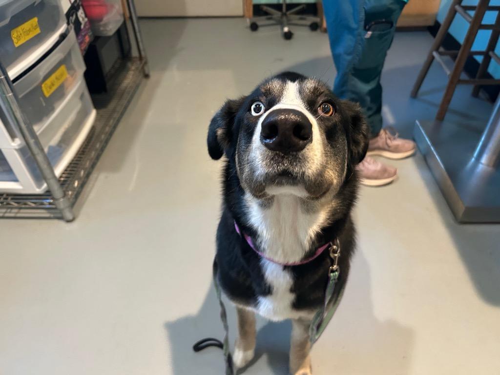 Enlarge Thunder, a Adoptable mixed breed in Ashland, WI image 4/5