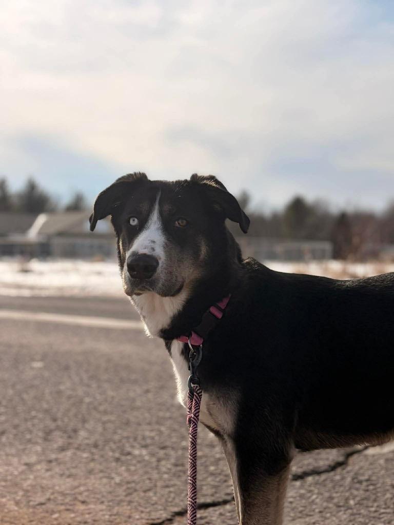 Enlarge Thunder, a Adoptable mixed breed in Ashland, WI image 5/5