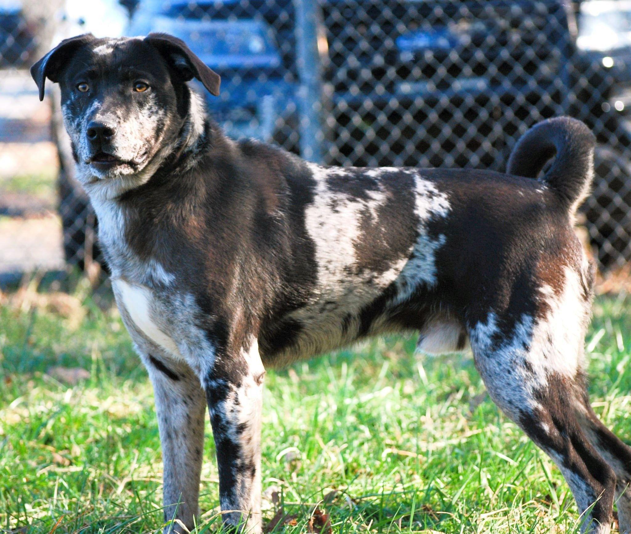 Sunny, a Adoptable mixed breed in manchester, TN image 3/5
