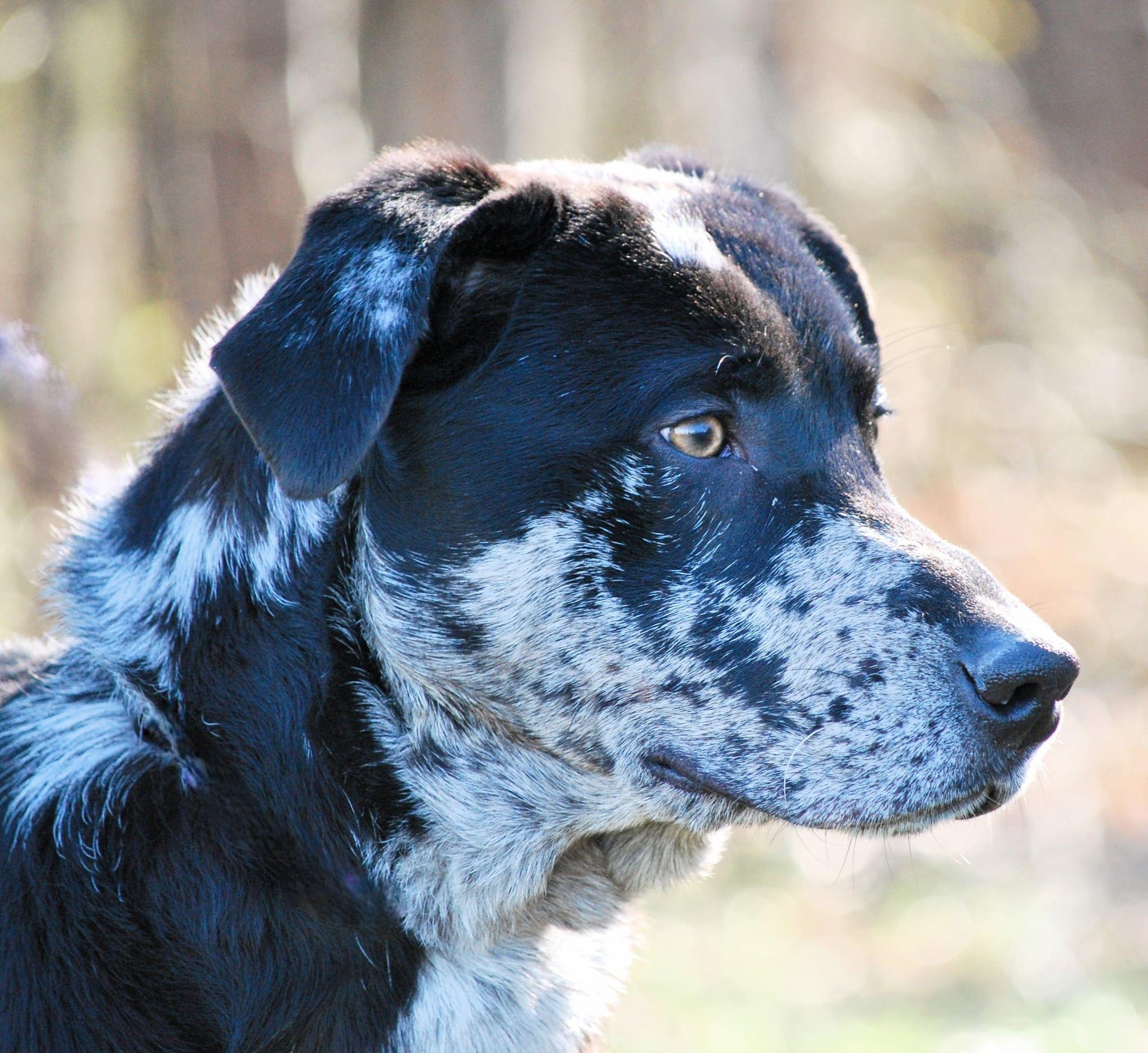 Sunny, a Adoptable mixed breed in manchester, TN image 1/5