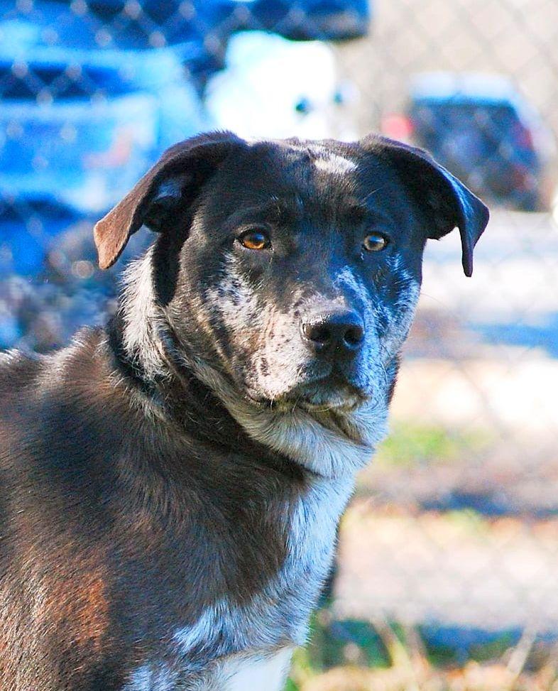 Sunny, a Adoptable mixed breed in manchester, TN image 5/5