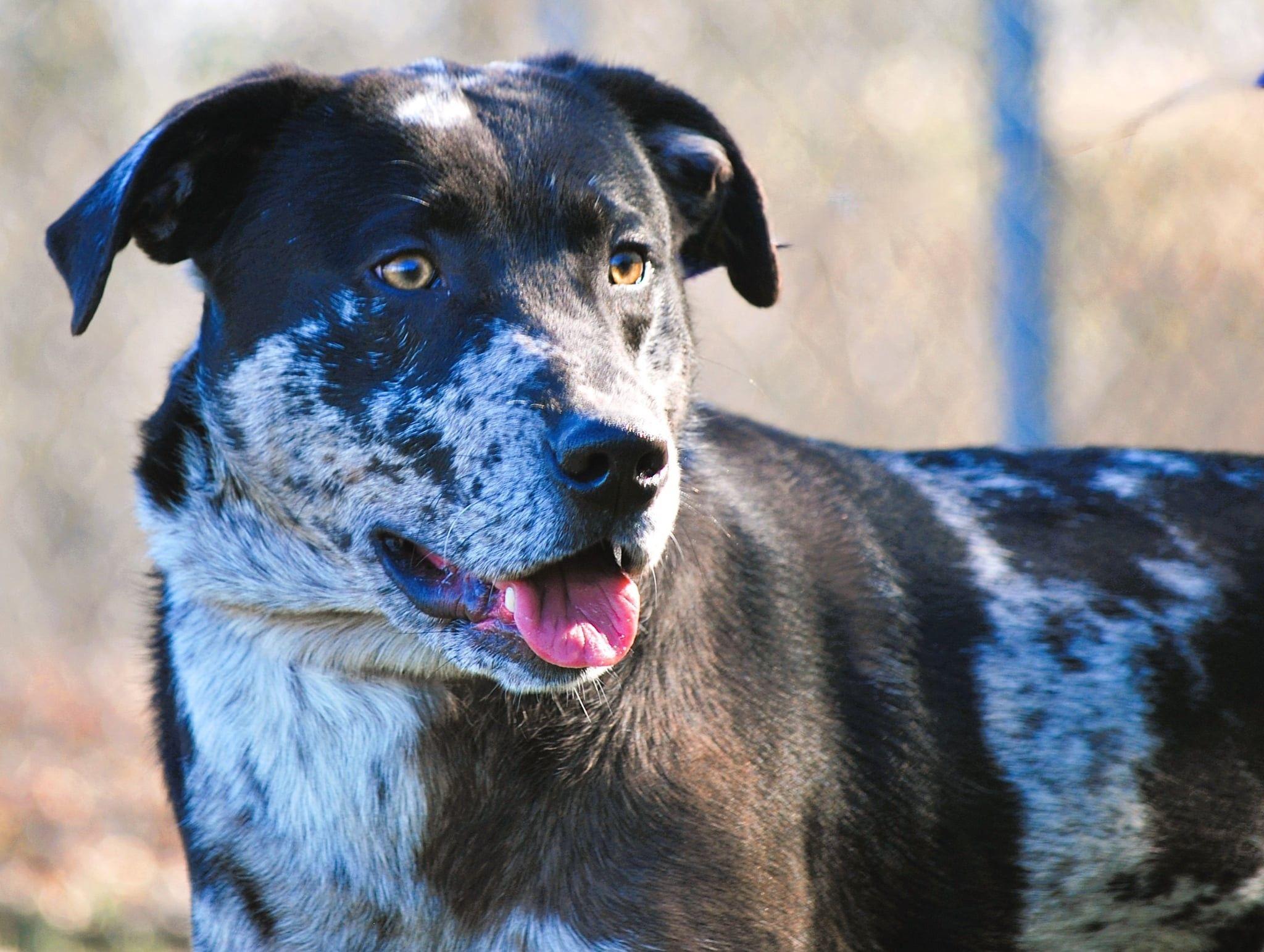 Sunny, a Adoptable mixed breed in manchester, TN image 2/5