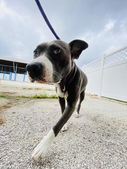 Lucy, Adoptable, Adult Female American Staffordshire Terrier & Mixed Breed.