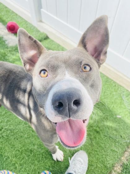 LUCY - American Staffordshire Terrier / Mixed Breed for adoption in San Antonio