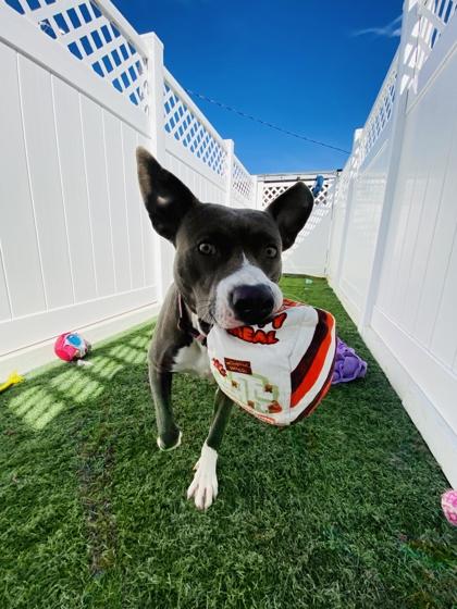 Lucy, Adoptable, Adult Female American Staffordshire Terrier & Mixed Breed.