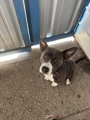 Enlarge Lucy, a Adoptable mixed breed in Alamo Heights, TX image 2/3