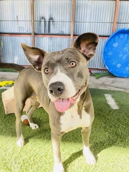 Enlarge Lucy, a Adoptable mixed breed in Alamo Heights, TX image 2/3