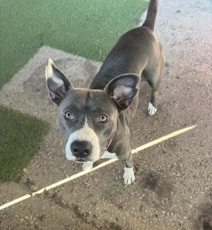 Enlarge Lucy, a Adoptable mixed breed in Alamo Heights, TX image 3/3