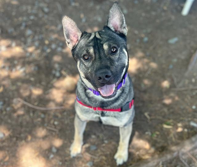 Loki A433764, Adoptable, Adult Male Husky & Pit Bull Terrier.