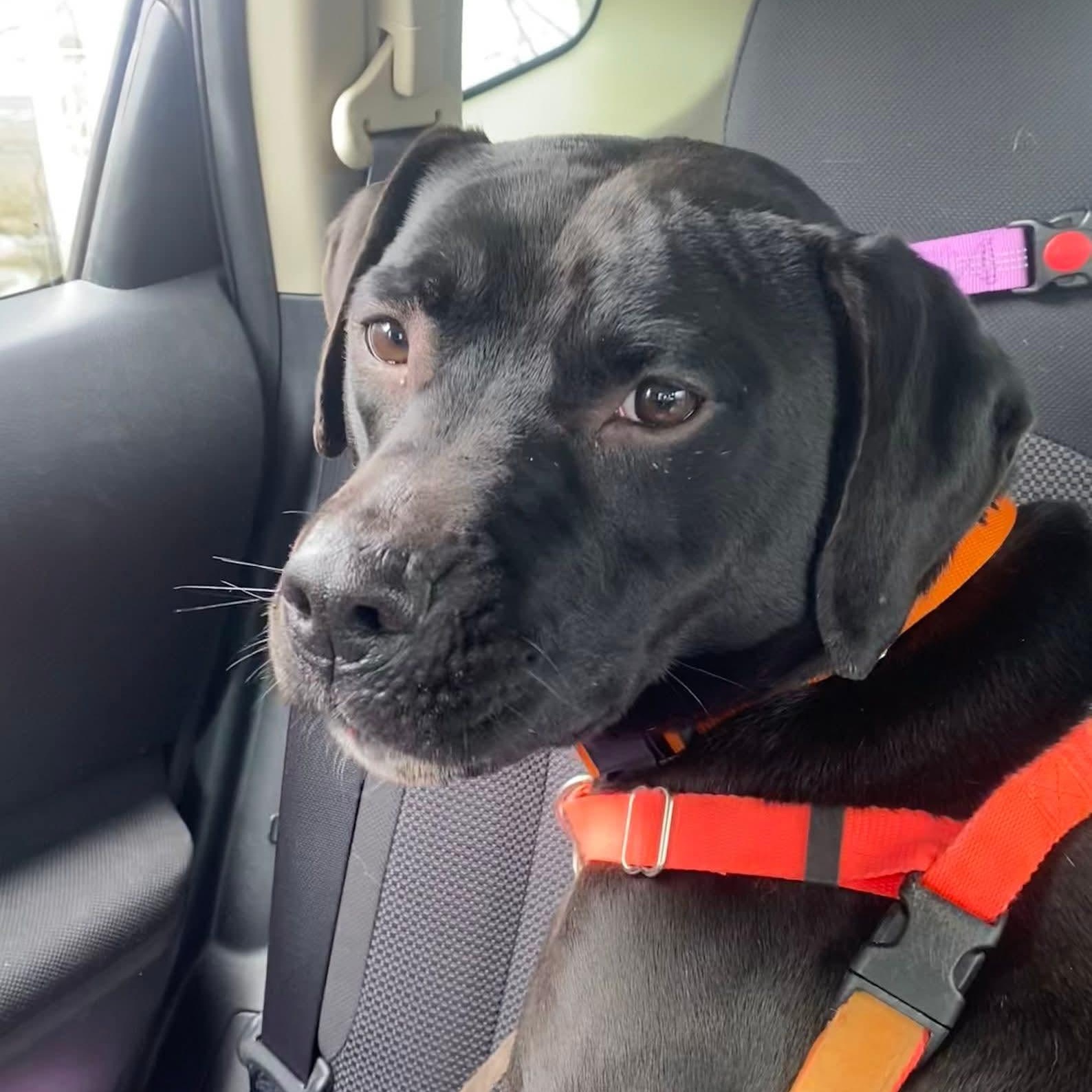 Enlarge Yeti 24-91, a Adoptable mixed breed in Stratford, CT image 1/5