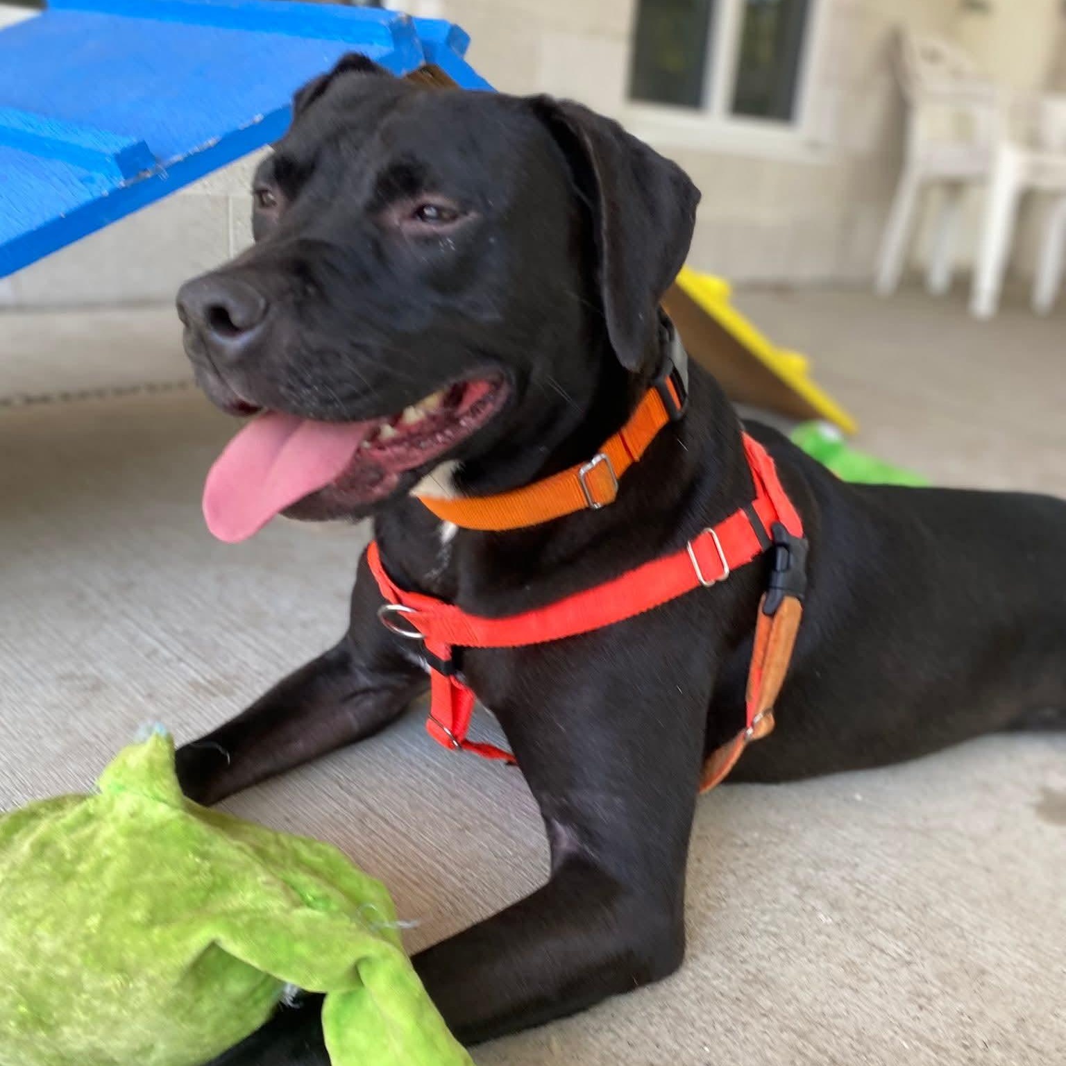 Enlarge Yeti 24-91, a Adoptable mixed breed in Stratford, CT image 5/5