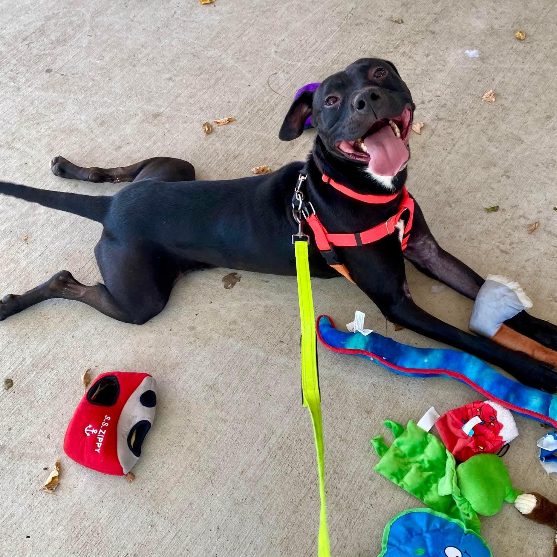 Enlarge Yeti 24-91, a Adoptable mixed breed in Stratford, CT image 2/5