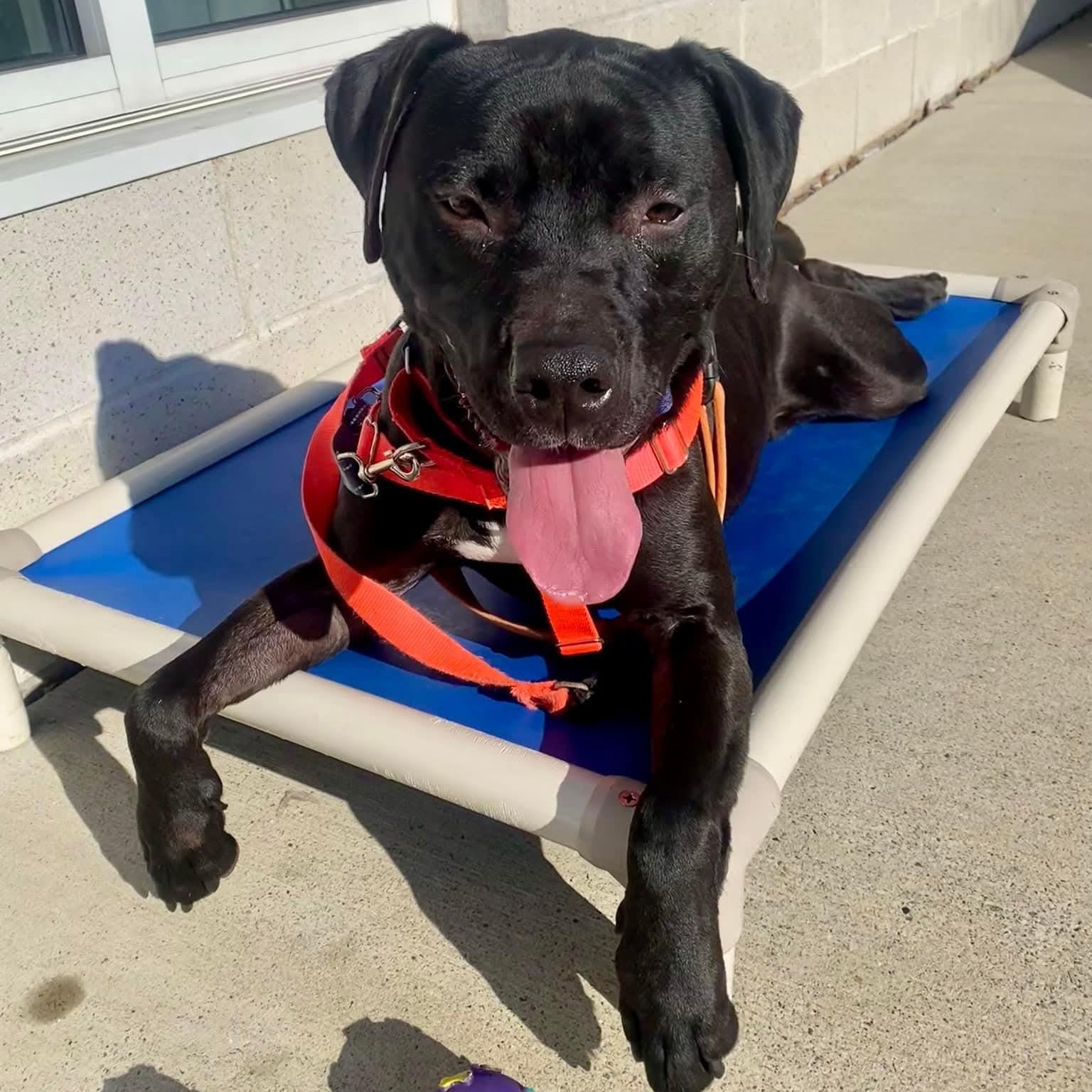 Enlarge Yeti 24-91, a Adoptable mixed breed in Stratford, CT image 4/5