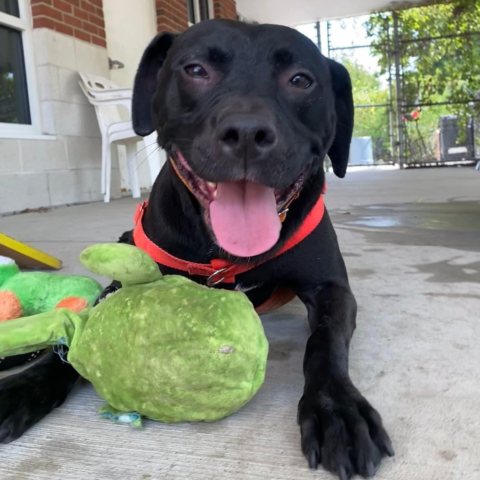 Enlarge Yeti 24-91, a Adoptable mixed breed in Stratford, CT image 3/5