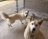 Maya & Red, ADOPTABLE, Senior Female Husky.