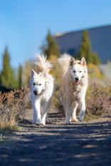 Maya & Red, Adoptable, Senior Female Husky.