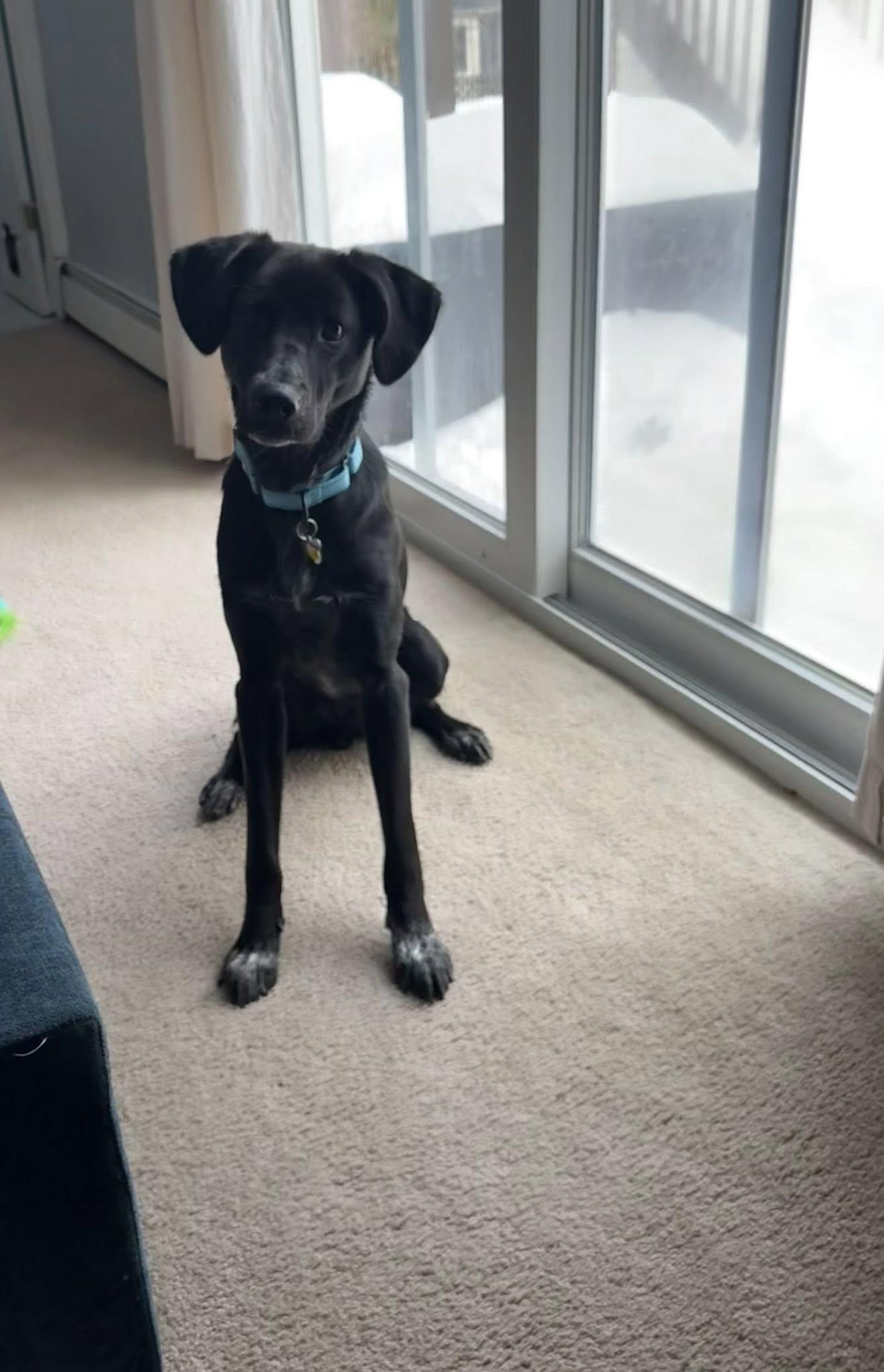 Enlarge Toby, an adopted mixed breed in Albany, NY image 3/5