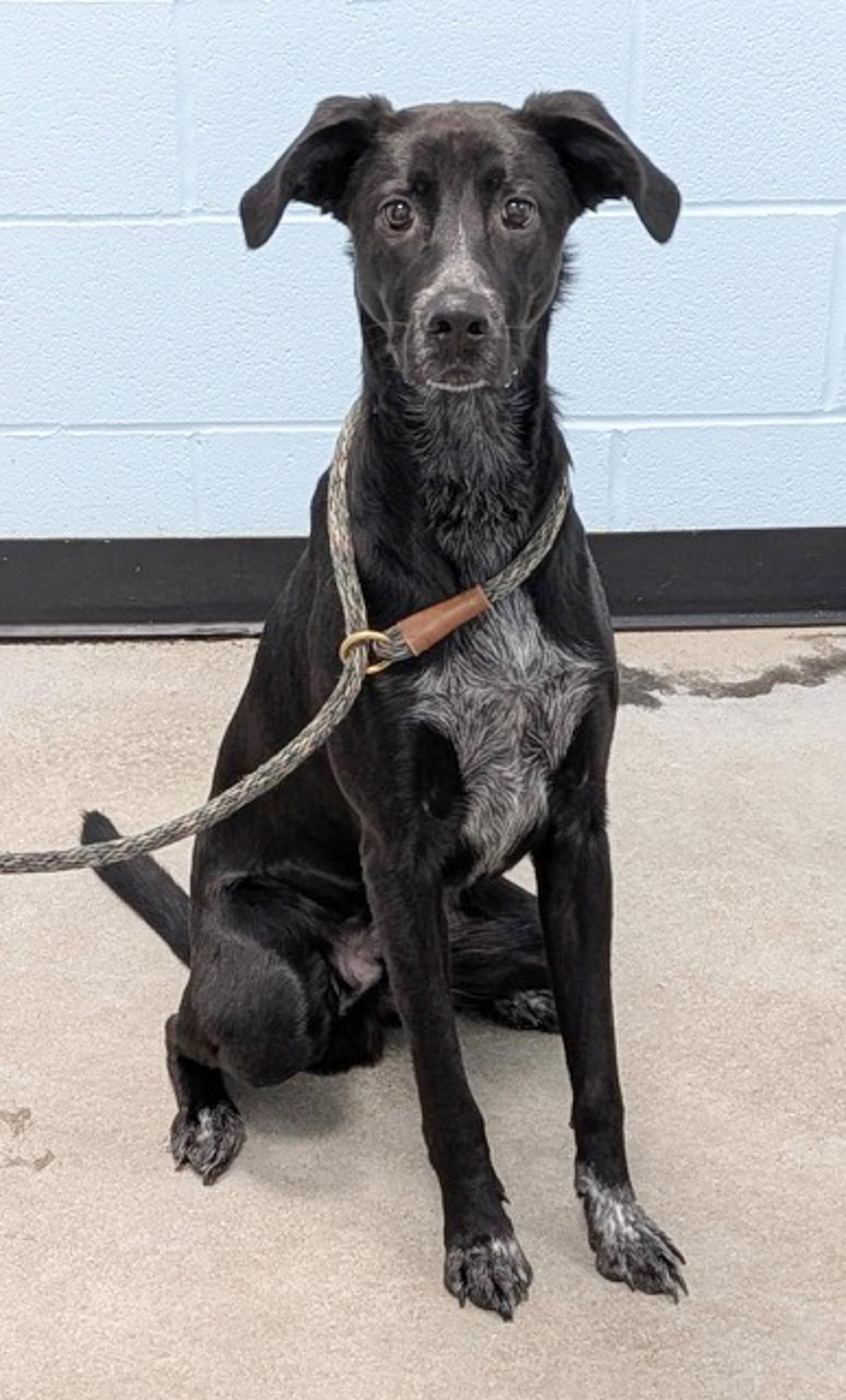 Enlarge Toby, an adopted mixed breed in Albany, NY image 5/5