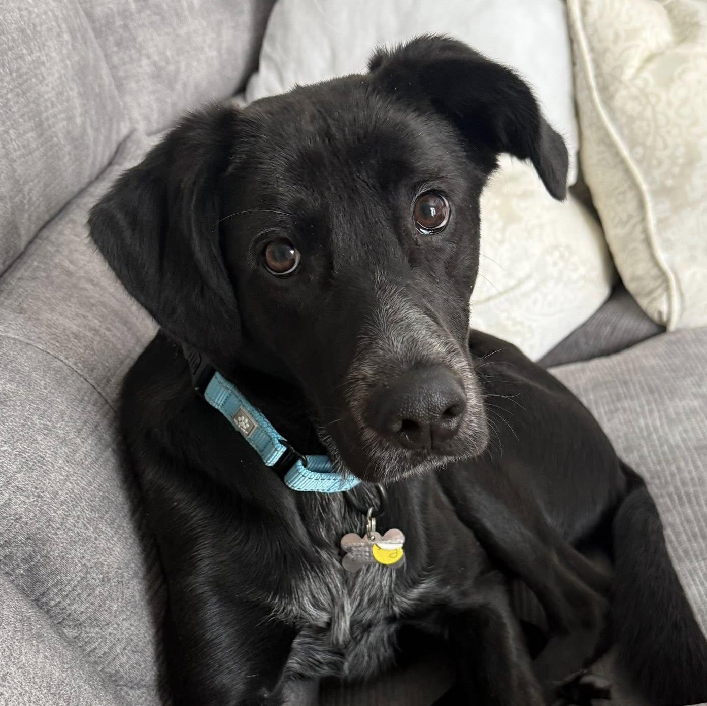 Enlarge Toby, an adopted mixed breed in Albany, NY image 1/5