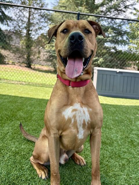 Enlarge REMLAR, a Adoptable mixed breed in Statesville, NC image 1/1