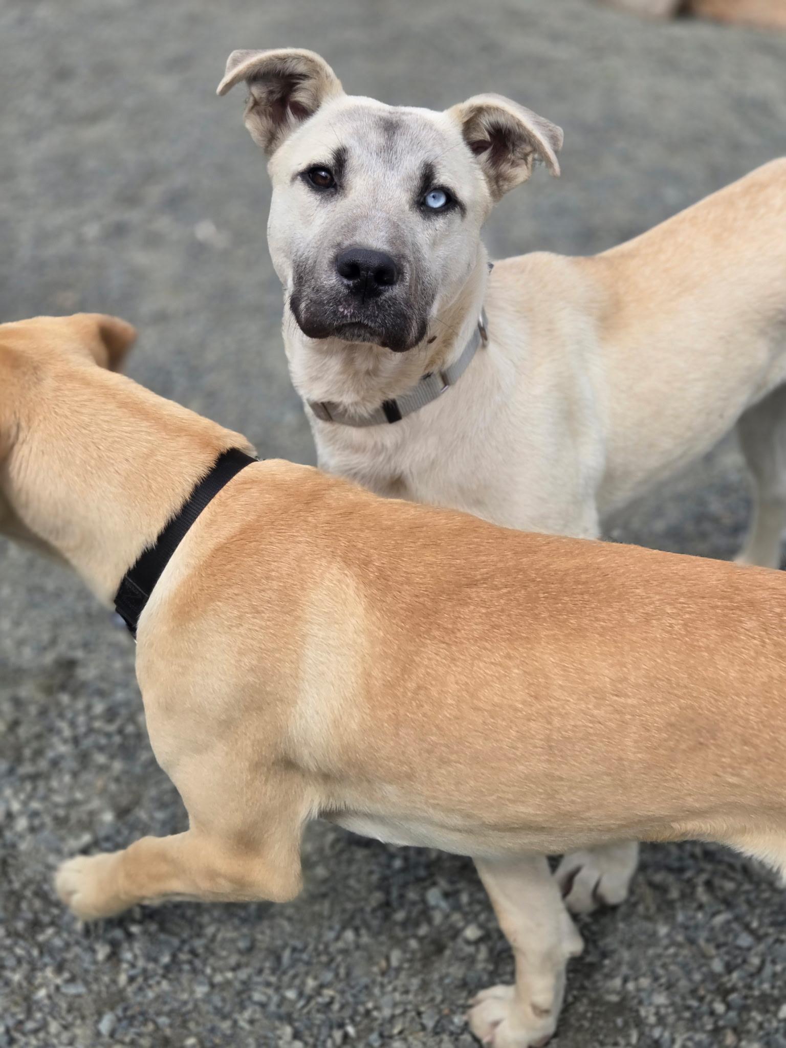 Enlarge Romeo, an adopted mixed breed in Port Angeles, WA image 2/4