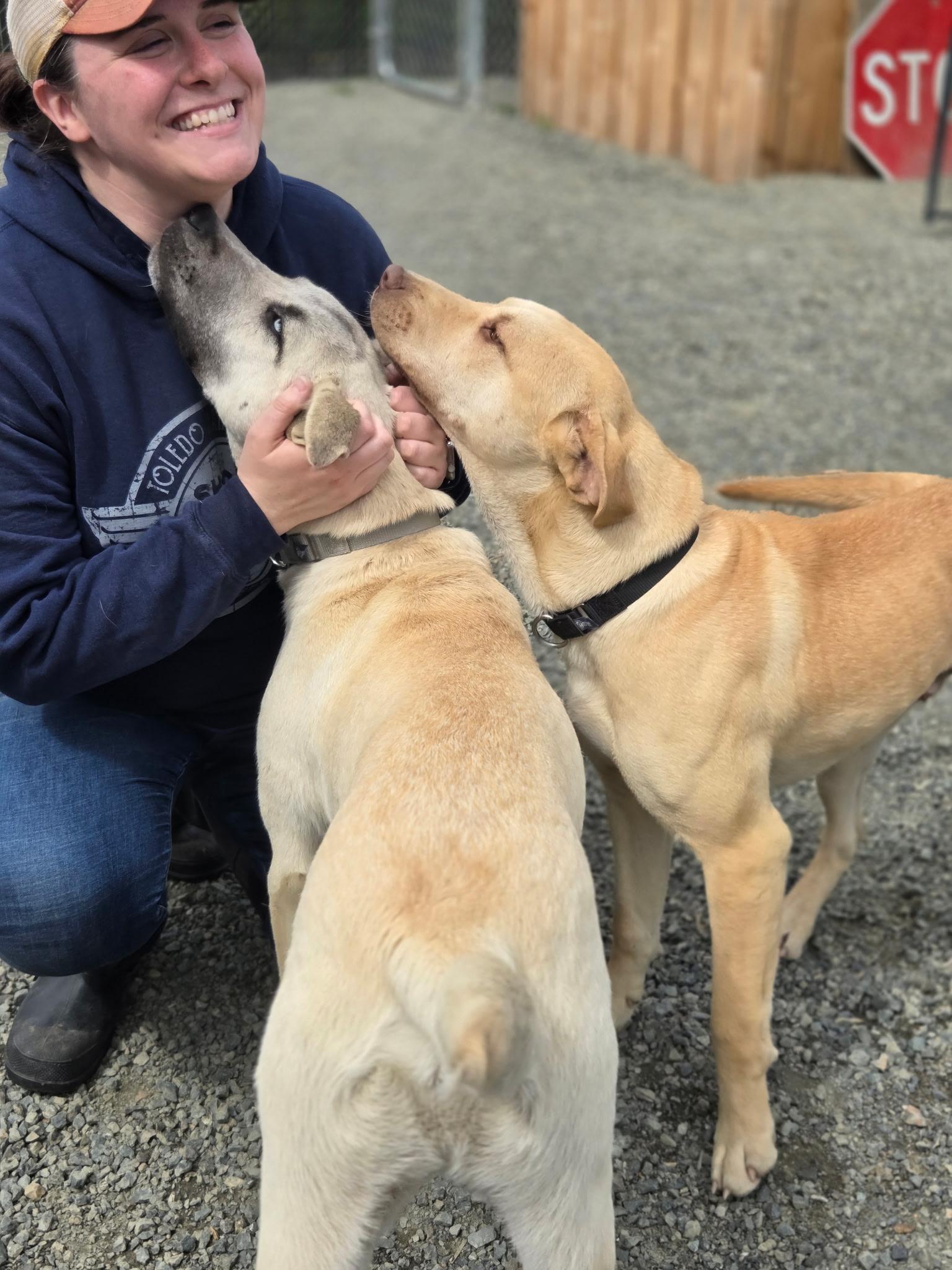 Enlarge Romeo, an adopted mixed breed in Port Angeles, WA image 3/4