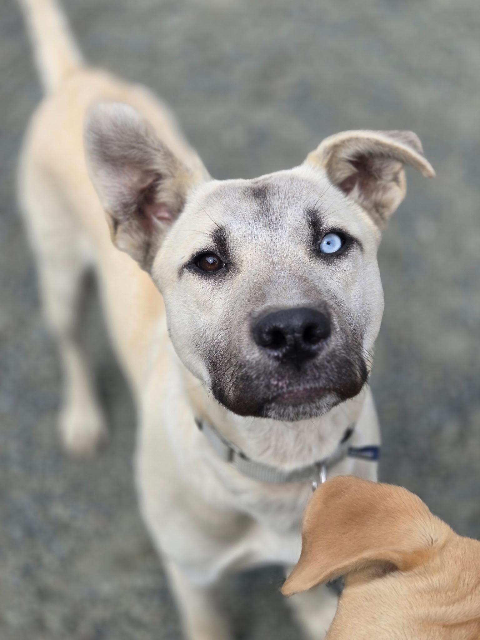 Enlarge Romeo, an adopted mixed breed in Port Angeles, WA image 4/4