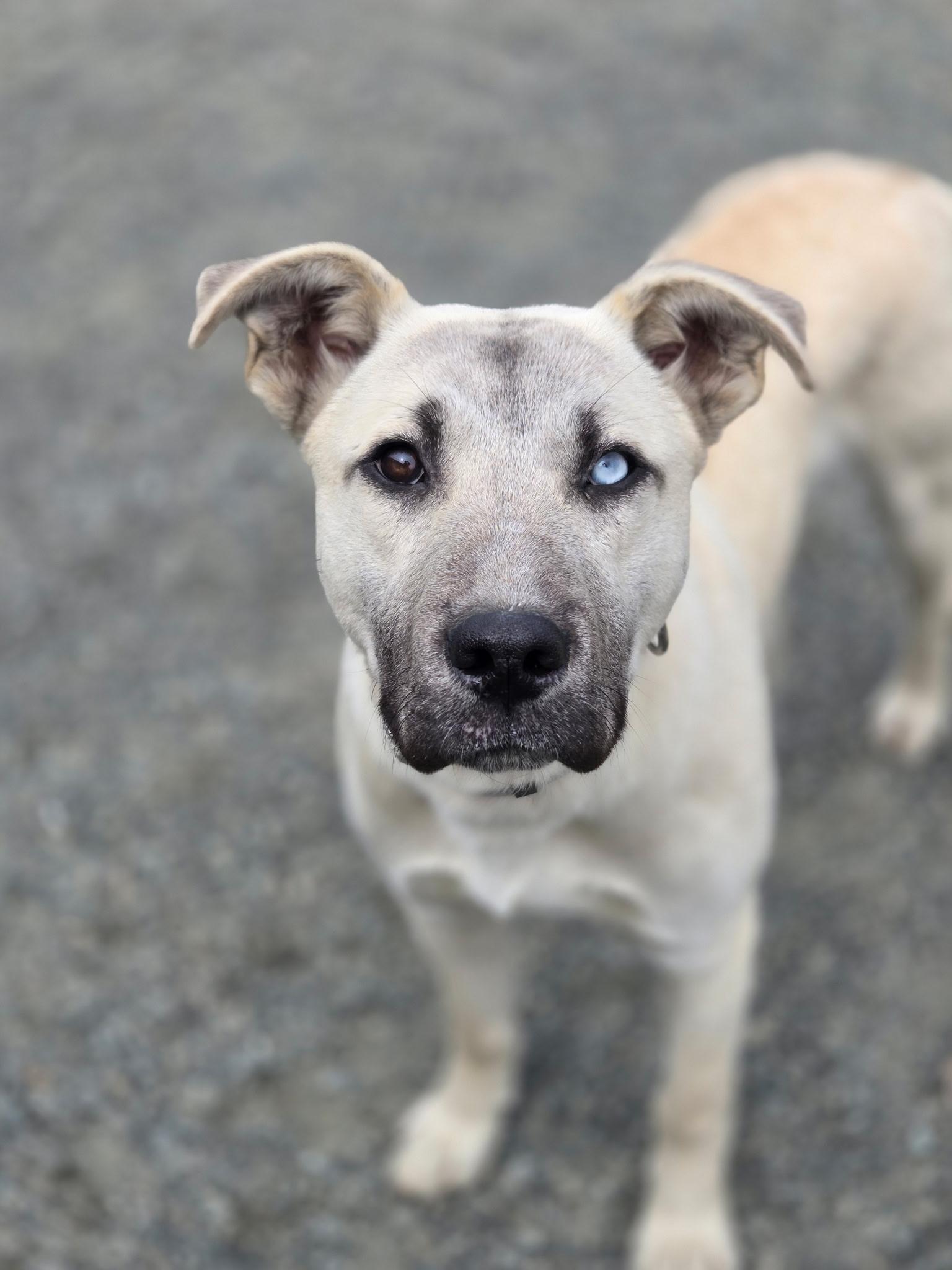 Enlarge Romeo, an adopted mixed breed in Port Angeles, WA image 1/4