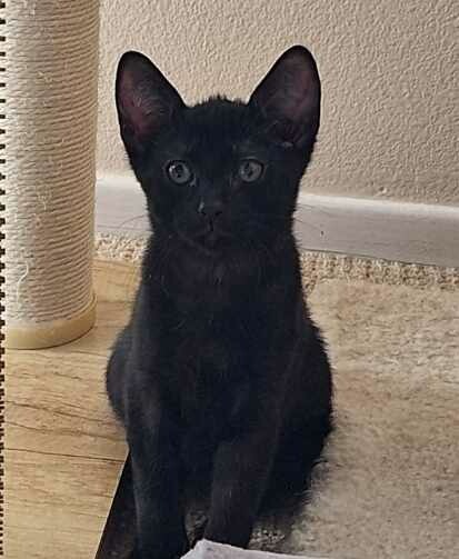 Jet