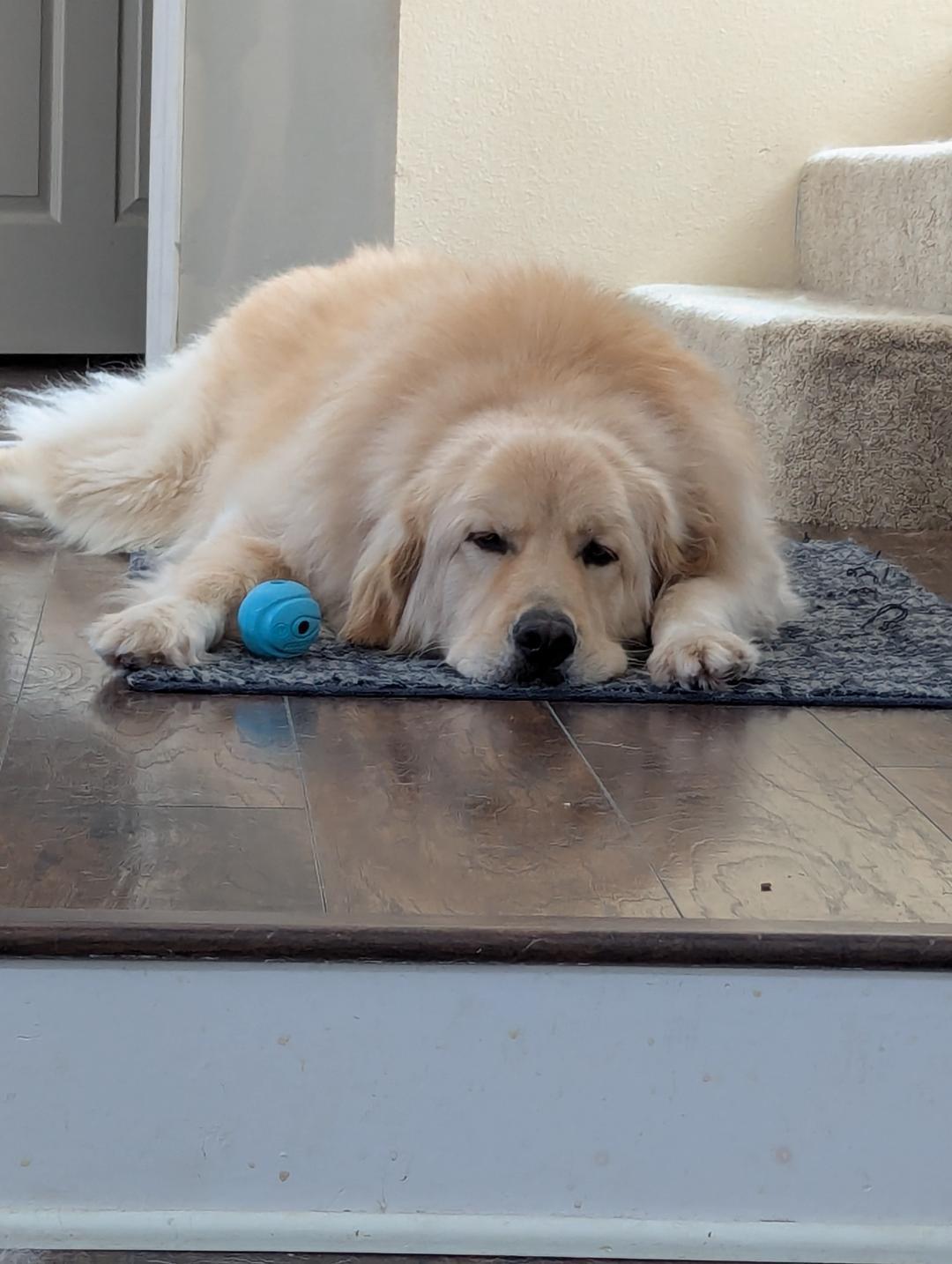 Finnegan, ADOPTABLE, Adult Male Golden Retriever & Great Pyrenees.