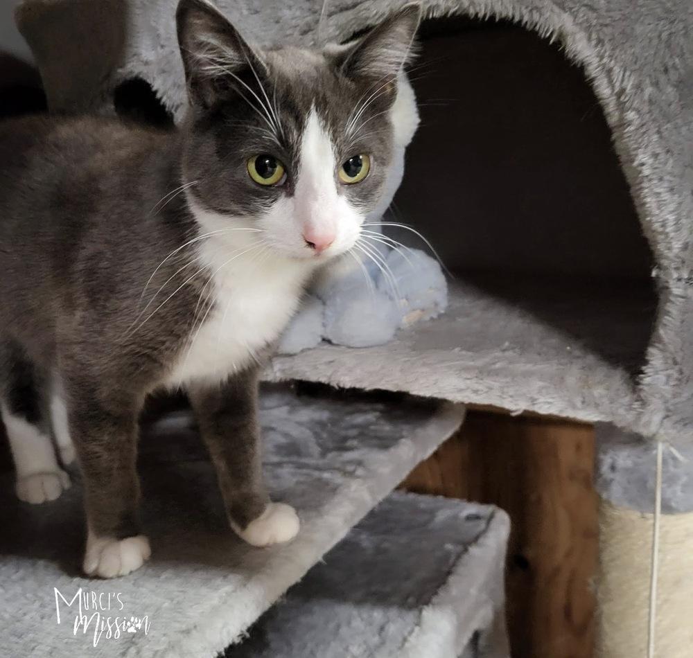 Smokey, Adoptable, Adult Female Domestic Short Hair.