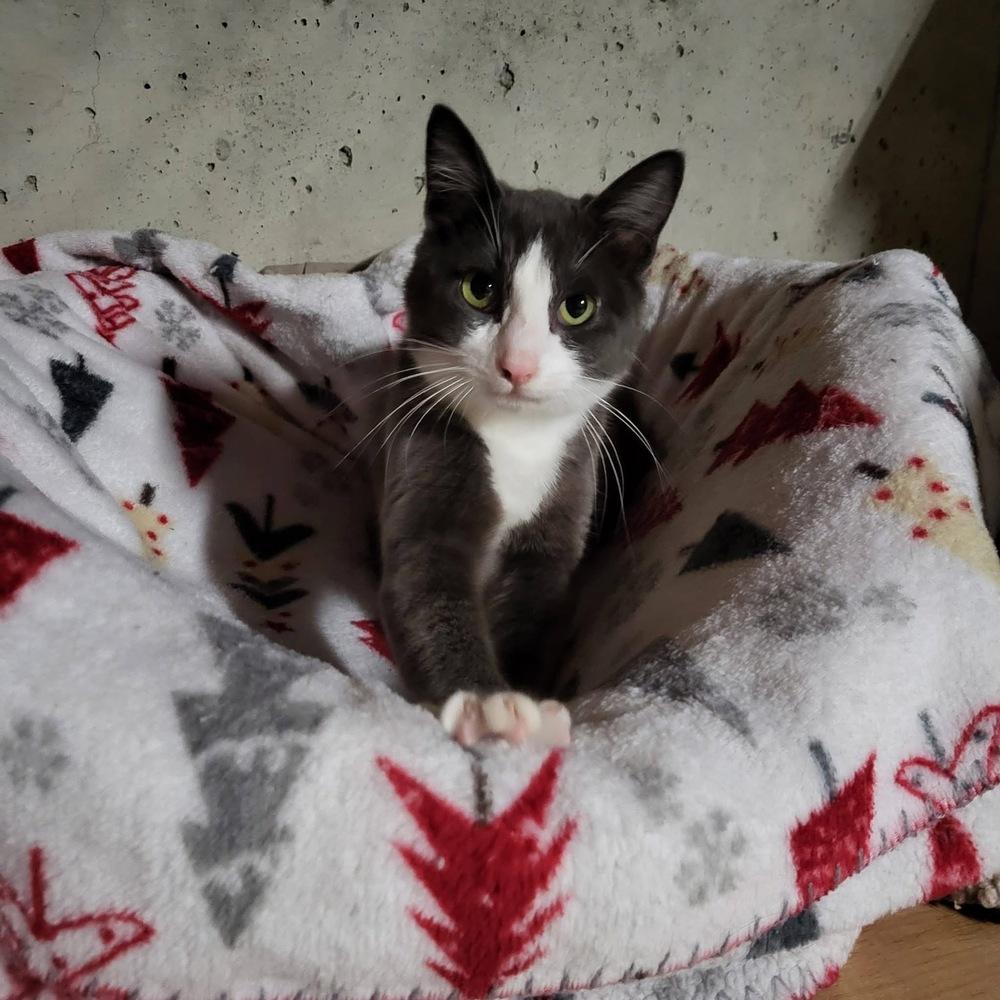 Smokey, a Adoptable mixed breed in Spokane , WA image 2/3